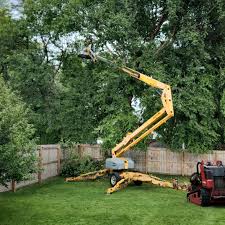 Best Tree Removal  in Tallahassee, FL