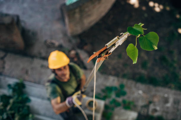 Best Tree Maintenance Programs  in Tallahassee, FL