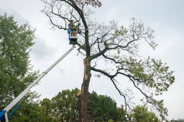 Best Fruit Tree Pruning  in Tallahassee, FL