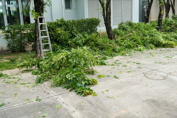Best Tree Fertilization  in Tallahassee, FL