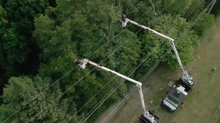 Best Emergency Tree Removal  in Tallahassee, FL