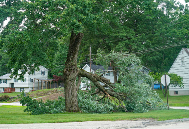 Best Arborist Consultation Services  in Tallahassee, FL