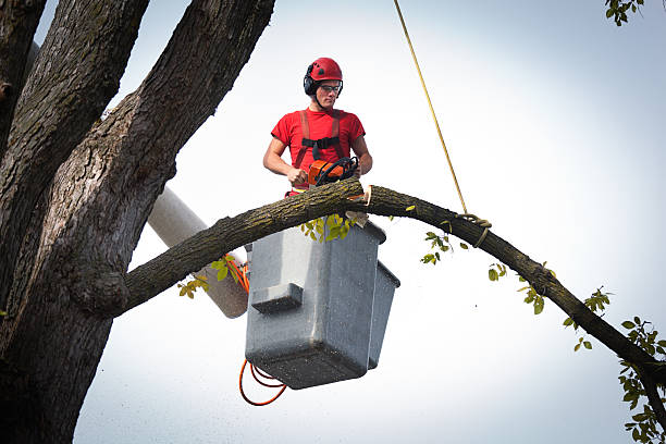 Best Tree Risk Assessment  in Tallahassee, FL